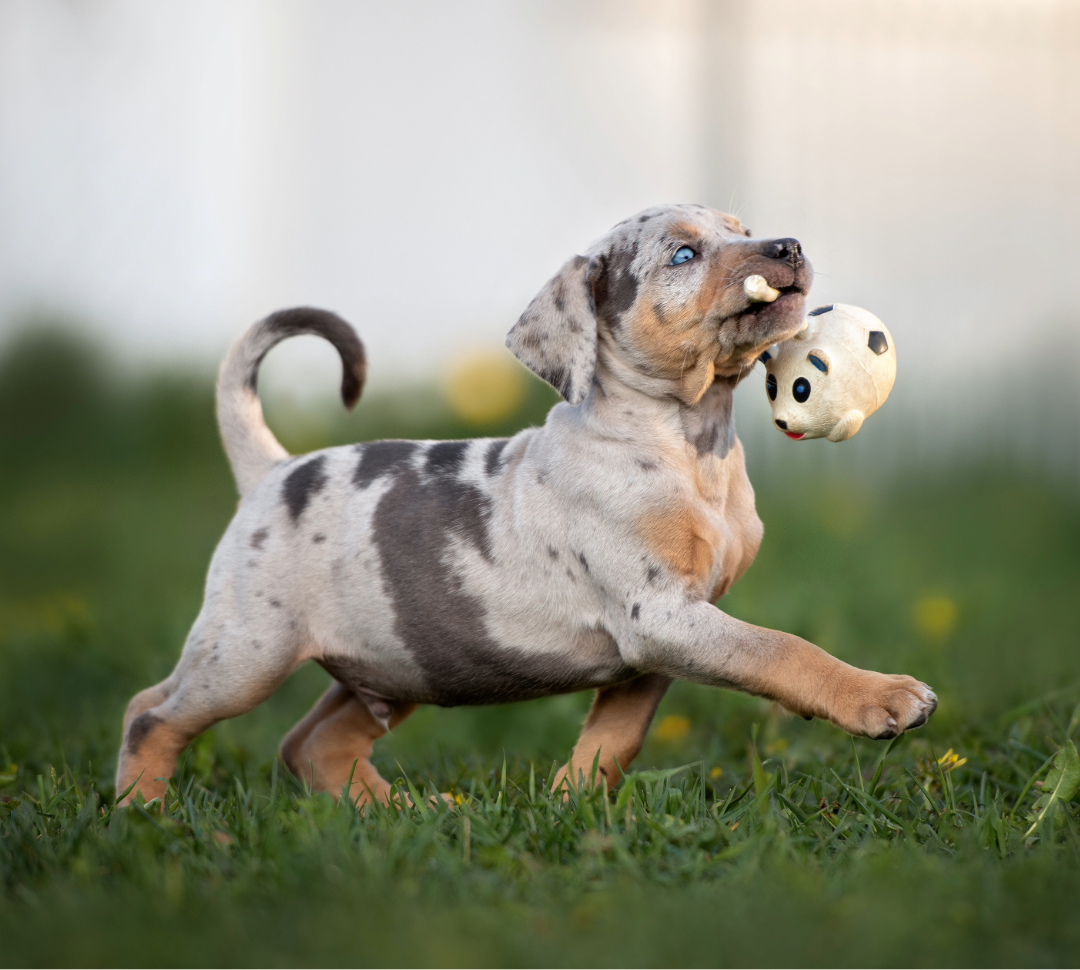 Puppy playing with a toy on grass